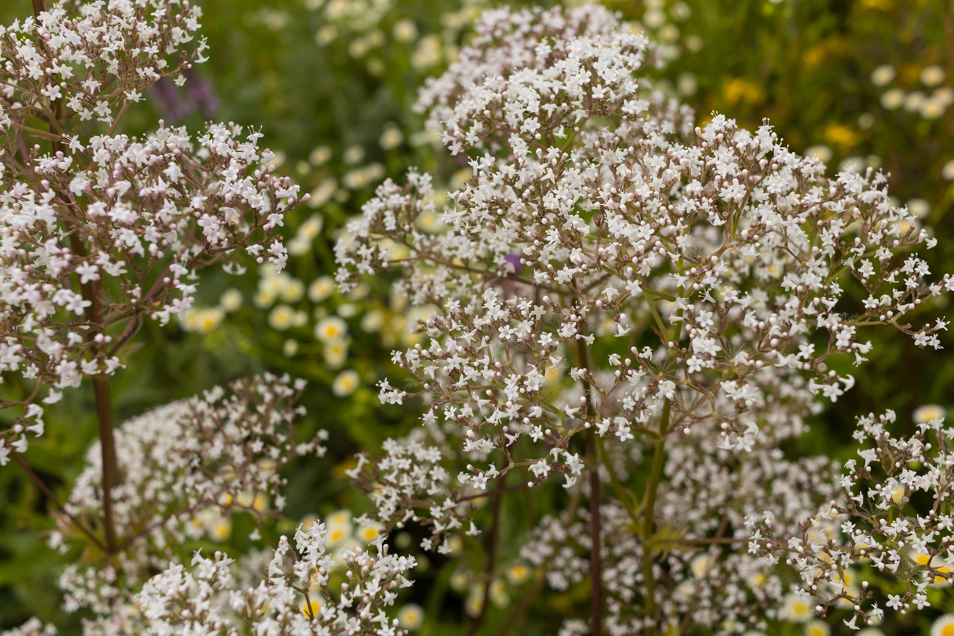 not-just-valerian-root-6-herbs-for-insomnia