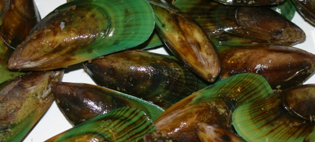 what-green-lipped-mussel-dosage-should-you-take